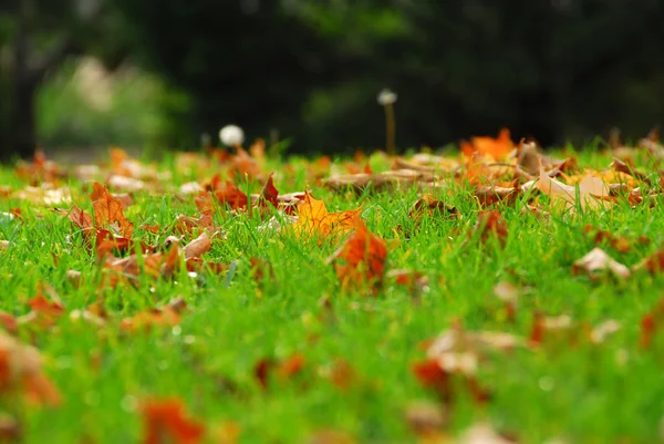 Листья в траве — стоковое фото