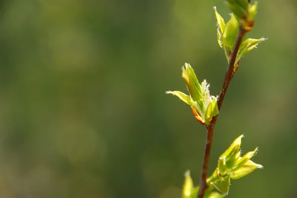 Spring leaf green — Stock Photo, Image