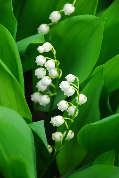 Lily-of-the-valley closeup — Stock Photo, Image