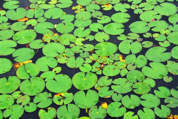 Lily pads background — Stock Photo, Image