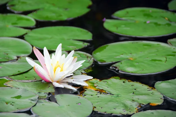 Вода лілія квітуча — стокове фото
