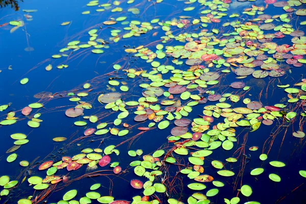 Lily pads — Stock Photo, Image