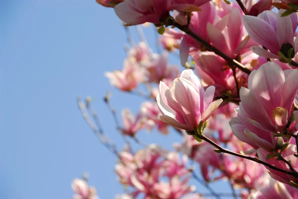 Kvetoucí magnólie — Stock fotografie