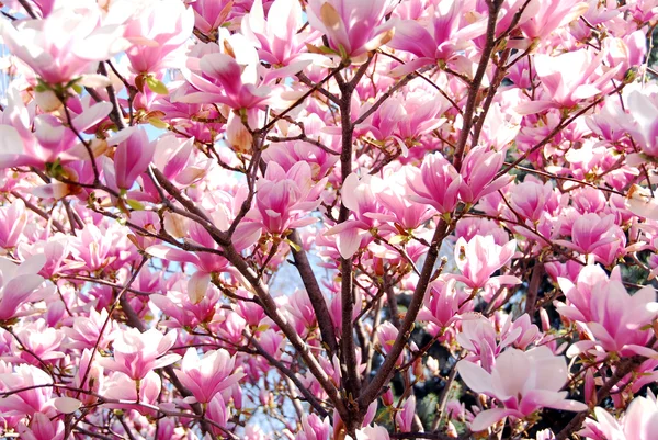 Kwitnących magnolii — Zdjęcie stockowe