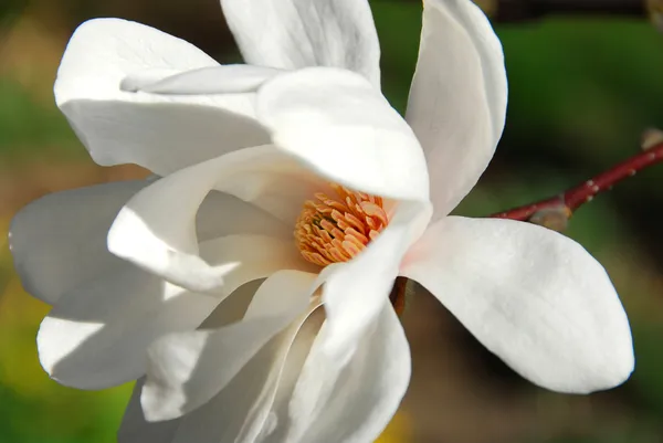 Magnolia Kukka — kuvapankkivalokuva