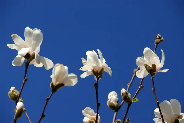 Blühende Magnolie — Stockfoto
