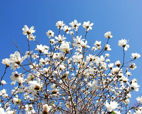 Ανθίζοντας magnolia — Φωτογραφία Αρχείου