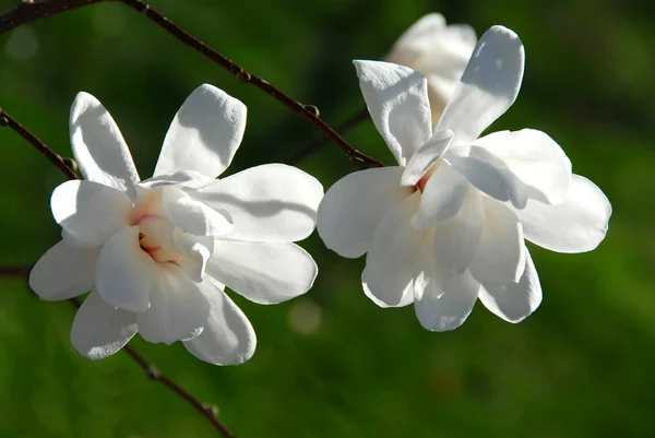モクレンの花 — ストック写真