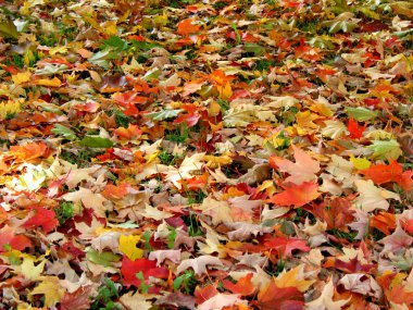 Fall leaves background clipart