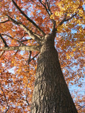 Eski meşe ağacının sonbaharda 1