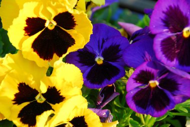 Pansies clipart