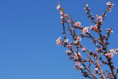 Blooming peach tree clipart