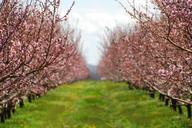 Blooming peach orchard clipart