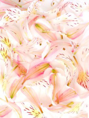 Flower petal background clipart