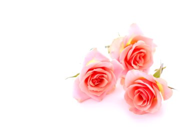 Pink roses clipart