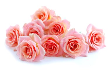 Pink roses on white clipart