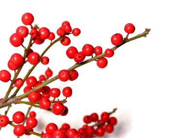 Red christmas berries clipart