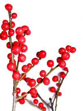 Red christmas berries on white 4