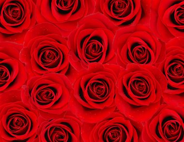 Red rose background clipart