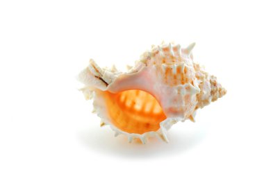 Sea shell clipart