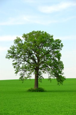 Single tree clipart