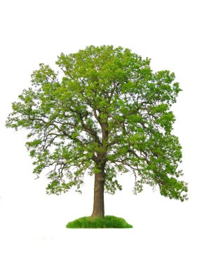 Isolated tree clipart