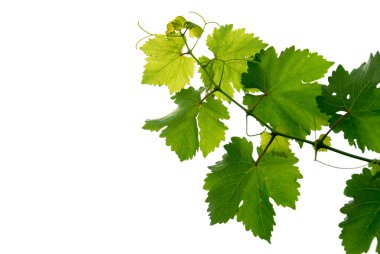 Grape vine clipart