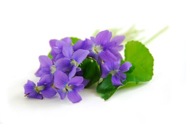 Violets on white background clipart