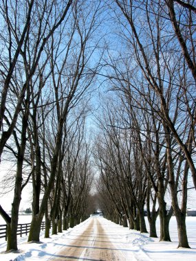 Winter tree lined lane 1 clipart