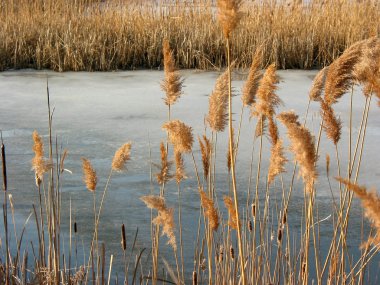 Reeds winter pond clipart