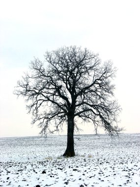 Tree in a winter field 1 clipart