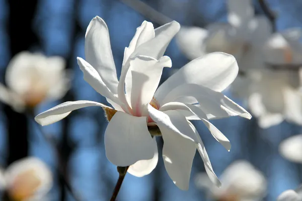 Kwiat magnolii — Zdjęcie stockowe