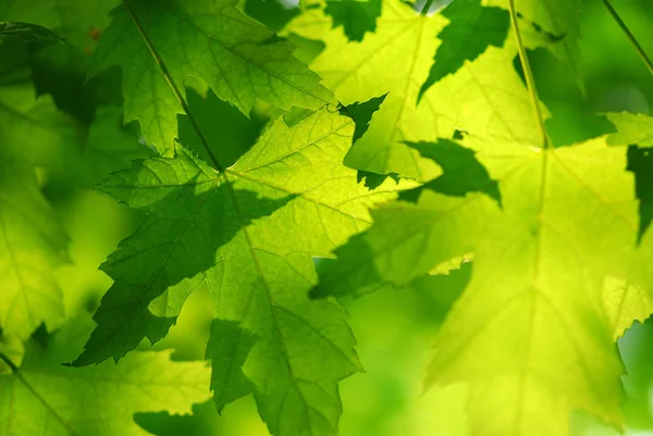 Φύλλα σφενδάμου πράσινο — Φωτογραφία Αρχείου