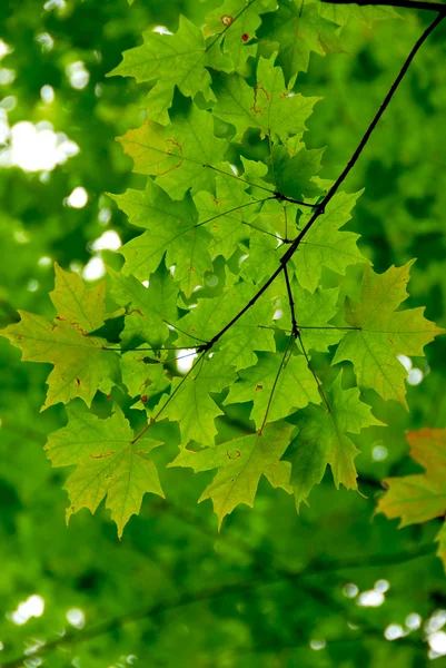 Yeşil akçaağaç yaprakları — Stok fotoğraf