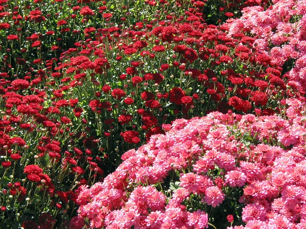 Red and pink fall mums
