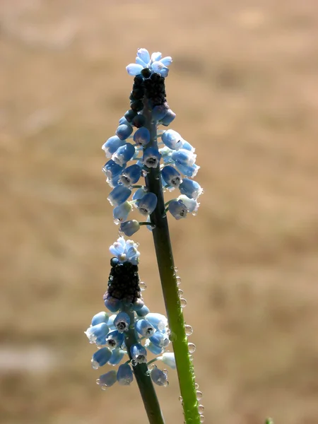 Spring blue flowers