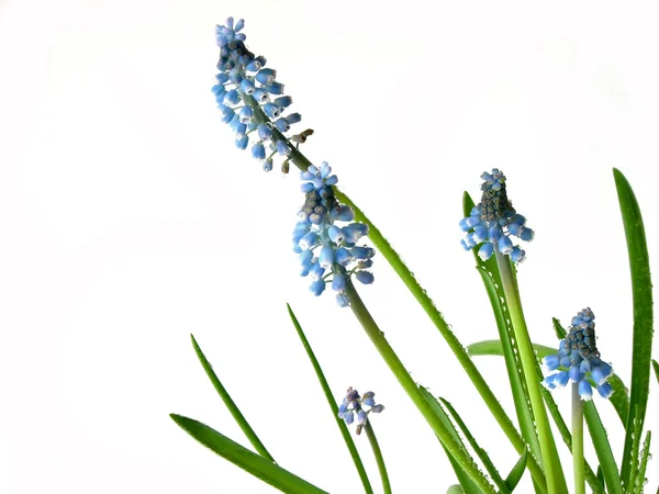 Flores azules de primavera sobre blanco —  Fotos de Stock