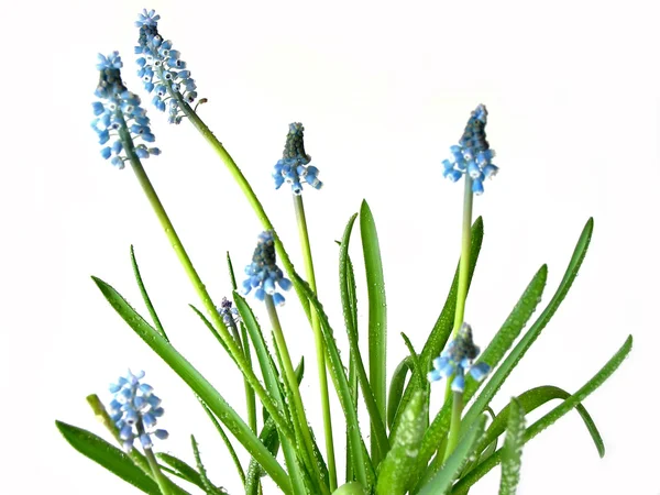 Синие весенние цветы на белом — стоковое фото