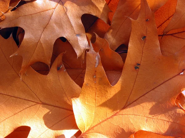 Fechar-se em folhas de carvalho iluminadas pelo sol — Fotografia de Stock