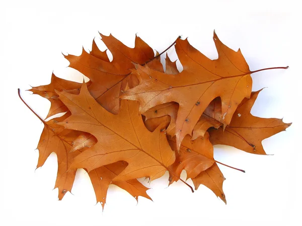 Podzim dubové listí na bílém pozadí — Stock fotografie
