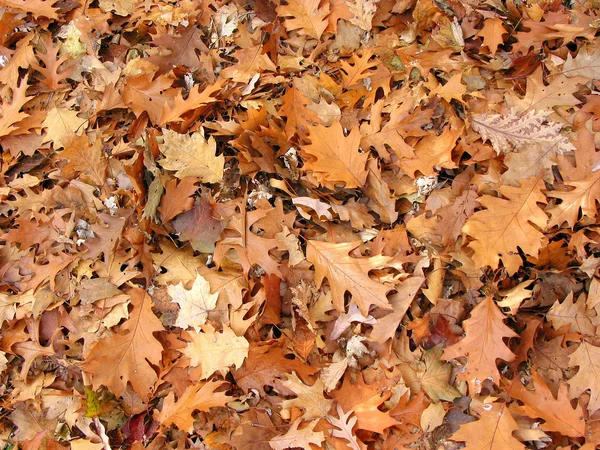 Осенний дуб листья фона — стоковое фото