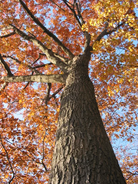 오래 된 오크 나무가 1 — 스톡 사진