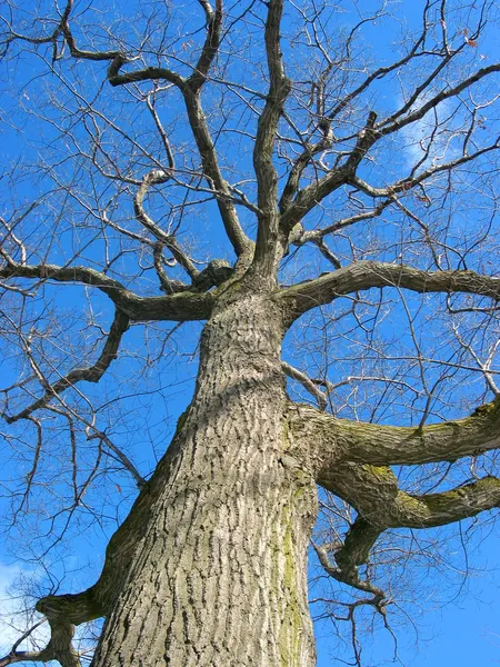Eikenboom in de winter — Stockfoto