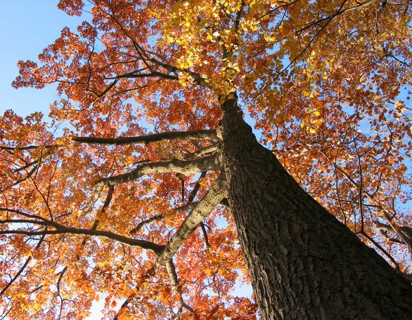 오래 된 오크 나무는가 — 스톡 사진