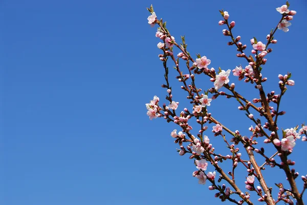 Цвітіння персика дерево — стокове фото
