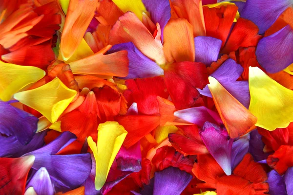 Petalo sfondo fiore — Foto Stock