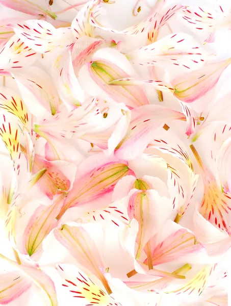 Blomma kronblad bakgrund — Stockfoto