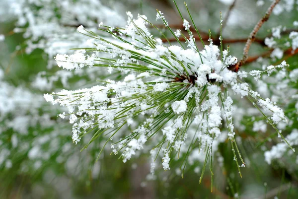 Aghi di pino nevoso — Foto Stock