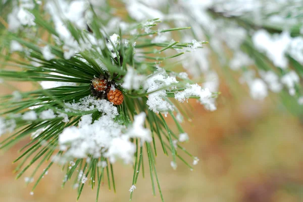Besneeuwde pine branch — Stockfoto