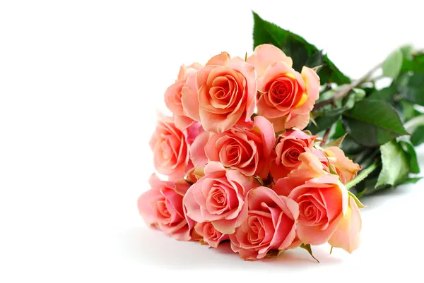 白底粉红玫瑰花束 — 图库照片
